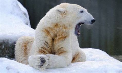 toxic chemicals may be weakening the bone inside polar bears penises daily mail online