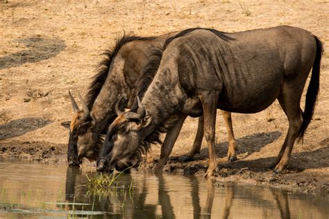 wild facts sabi sabi private game reserve blue wildebeest