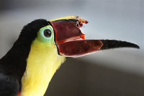 printing save  toucans life audubon
