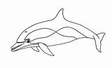 Dolphin Drawing Line Library Clipart Common Bottlenose Cliparts Clip sketch template