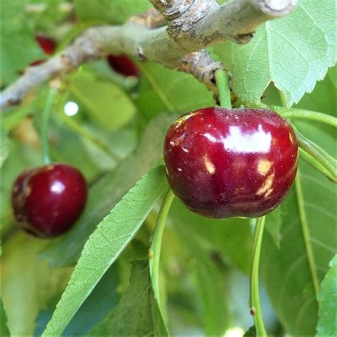 Utah Giant Cherry Tree Buy At Nature Hills Nursery