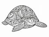 Schildpad Kleurplaten Volwassenen Kleurboek Rechtenvrije Illustraties Stockvectors sketch template