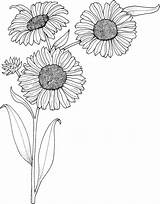 Girasole Sonnenblume Girasoli Sonnenblumen Realistici Sunflowers Genial Inspirierend Ausmalbild Realistische Girassol Supercoloring Fiori Colorir Girasoles Soarelui Floarea Desene Creion Cu sketch template