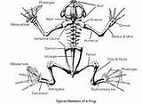 Frog Skeleton Anatomy Skeletal Bone System Bones Diagram Structure Frogs Biology Amphibians Animal Drawing Choose Board sketch template