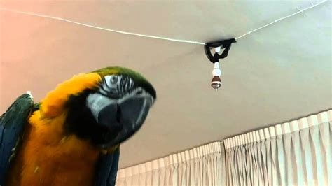 smart light  parrot youtube