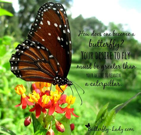 138 best images about butterfly inspiration on pinterest