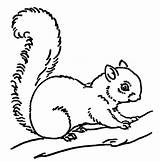 Squirrel Graphics sketch template