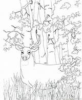 Coloring Deer Hunting Pages Color Printable Whitetail Bow Tailed Getcolorings Drawing Christmas Getdrawings Colorings Hunti sketch template