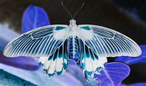 blue moth photograph  beatrice myers pixels