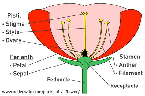 diagram male  female organs  flower biology lab exam  biology   alexander