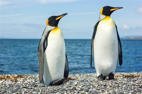 pinguins een bezoekje brengen  de wildernis holidaygurunl