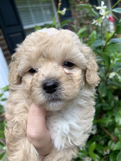 shih poo puppies  sale sumter sc  petzlover