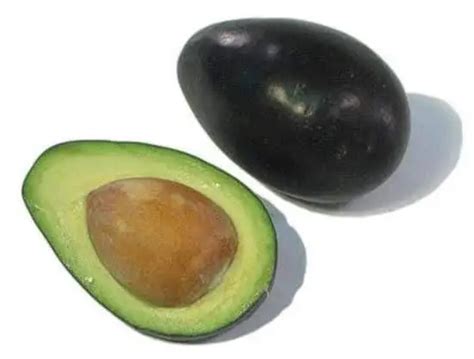 identify mexicola avocados avocado buddy