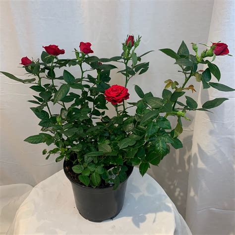 red mini roses  green floral pot flowers talk tivoli