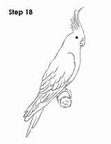Cockatiel Nymphensittich Parrot Pencil Zeichnen Parrots Tattoo How2drawanimals sketch template