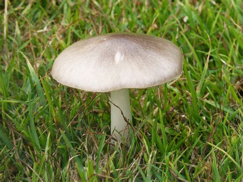 images gratuites la nature foret herbe pelouse faune champignons des bois habitat