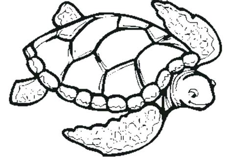 sea turtle drawing color    clipartmag
