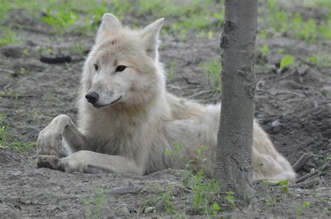 wild wolf outdoor  image