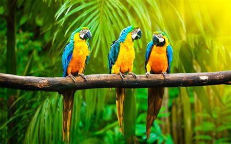 parrots branch jungle hd wallpaper top wallpapers