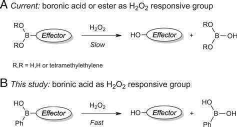 evaluation  borinic acids   fast hydrogen peroxideresponsive triggers pnas