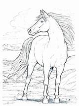 Horse Coloring Pages Morgan Galloping Mustang Printable Getcolorings Unique Getdrawings Race Horses Wild sketch template