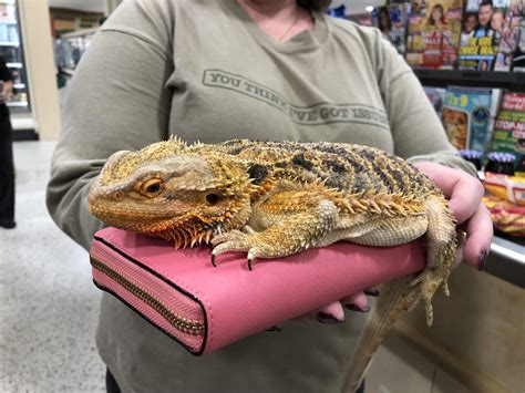 cool pet  bring   store totally chill bearded dragon rpublix