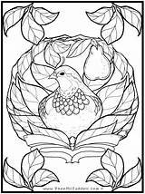 Coloring Partridge Pear Tree Pages Colouring Sly Color Christmas Pheemcfaddell Cooper Embroidery Library Clipart Adult sketch template