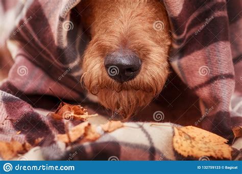 nose irish terrier sticks     blanket stock image image  mammal doggy