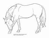 Lineart Coloring Bowing Horses Warmblood Tack Cliparting sketch template