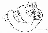 Sloth Coloring Pages Toed Three Realistic Kids Printable Color Print Template Tree Colouring Sheets Bettercoloring Christmas Adult Animal Cute Loud sketch template