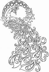 Peacock Drawing Kids Coloring Pages Beautiful Adults Getdrawings sketch template