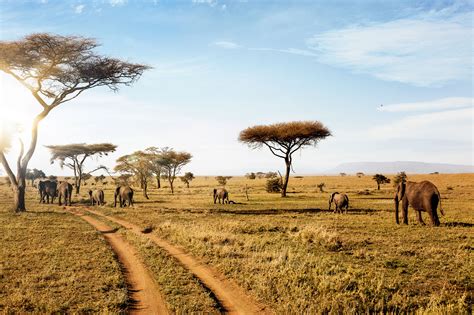 wild plan  african safari  toni mcconnaughey  travel team