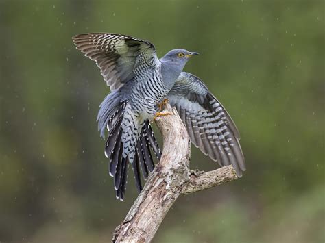 cuckoo stuns scientists  longest migration  recorded  independent  independent