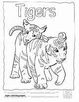 Coloring Pages Liger Tiger Getdrawings Getcolorings sketch template