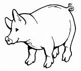 Coloring Pig Fat Pages sketch template