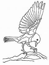 Ptica Oiseaux Ptice Bojanke Uccelli Disegno Nazad Gifgratis Decu Prend sketch template