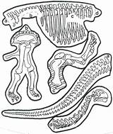 Dinosaur Fossil Coloring Skeleton Craft Pasta Bones Pages Preschool Fossils Dinosaurs Printable Crafts Worksheets Kids Skeletons Dino Activity Activities Prekinders sketch template