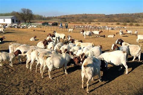 typical south african boer goat buckdoes  kids goats livestock  sale  eastern cape