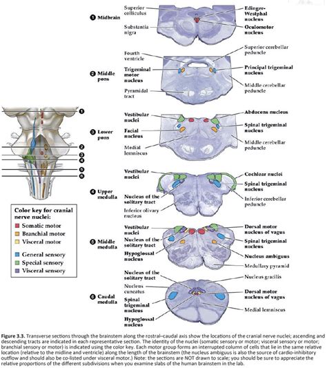 duke neurosciences lab  cranial nerve  neuromodulatory nuclei