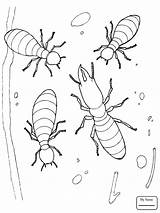 Termite Drawing Termites Getdrawings sketch template