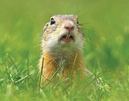 true  false  squirrels front teeth  stop growing