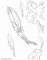 Coloring Pages Animals Sea Squids Printable sketch template