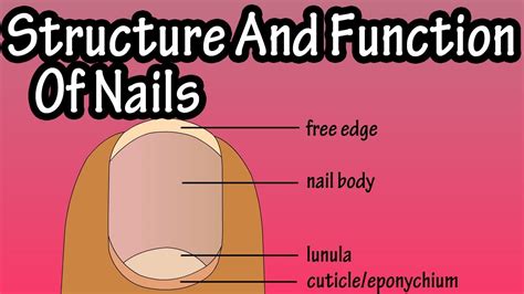 nail parts anatomy bios pics