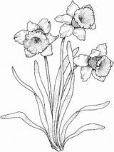 Daffodil Coloring Pages Flower Printable Flowers Color Print Kids Recommended sketch template