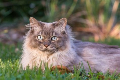 Asian Semi Longhair Cat Breed Info Pictures Traits And Facts Excited Cats