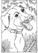 Colorare Meticcio Disegno Mestizo Mischlingshund Malvorlage Ausmalbild Ausmalbilder Schulbilder Educolor Ausdrucken Herunterladen Abbildung sketch template