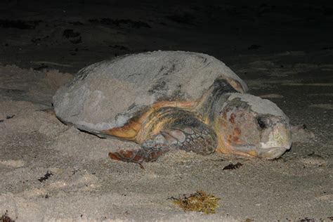 10 Fascinating Facts About Loggerhead Sea Turtles Visit Tybee Island