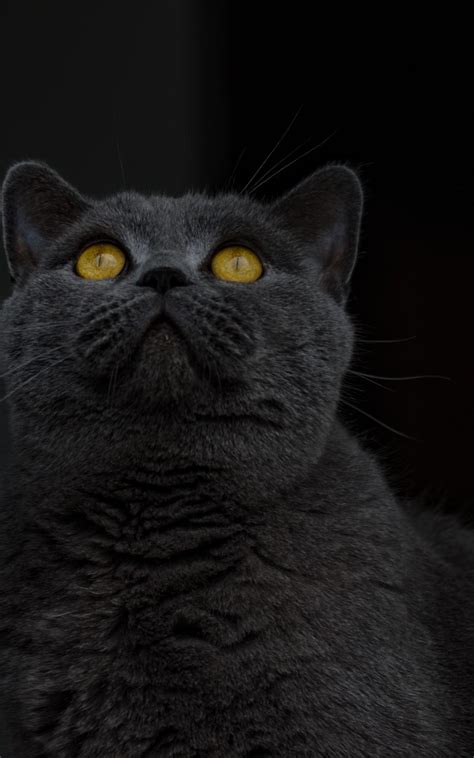 British Shorthair Wallpapers Wallpaper Cave