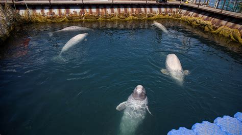russia agrees to free nearly 100 orcas belugas kept in whale prison