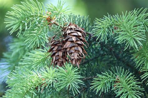 douglasspar onze exotische kerstboom uit noord amerika
